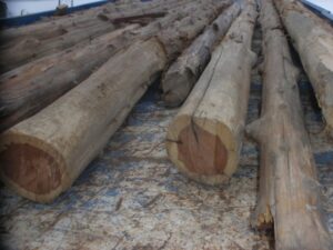 Cedar Logs